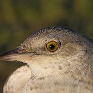 Höksångare, Sundre 20080604